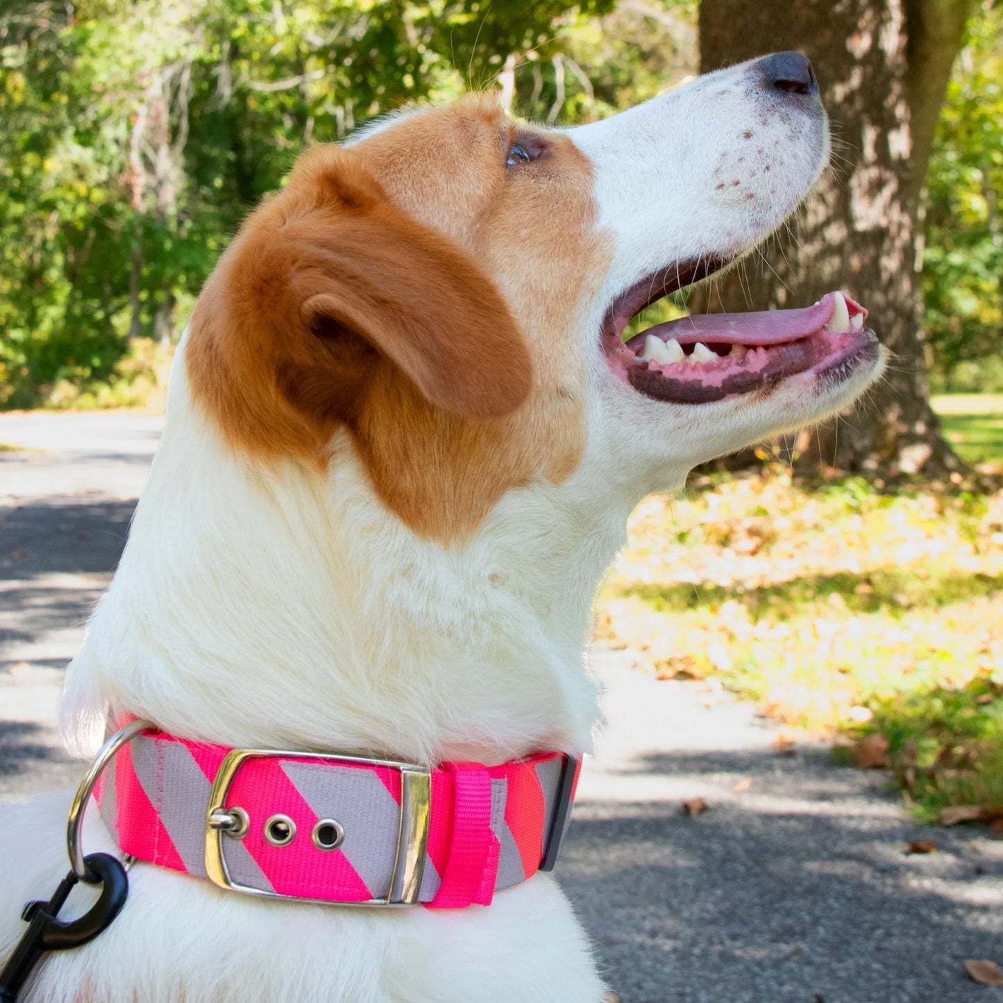 Vibrant Life Diagonal Stripe Extra Wide Adjustable Reflective Collar for Dogs, Pink & Gray, Large