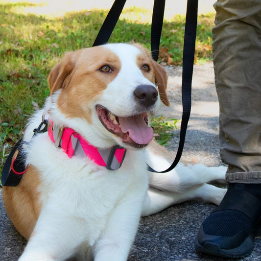 Vibrant Life Diagonal Stripe Extra Wide Adjustable Reflective Collar for Dogs, Pink & Gray, Large